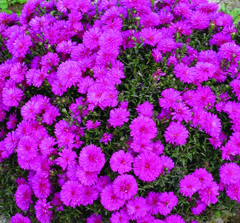 Marie III Aster (pink) Natorp's Online Plant Store